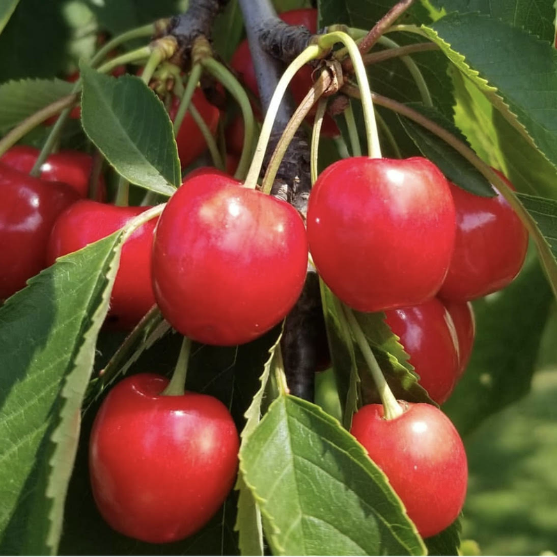 Provisions Food Company Wine Jam Montmorency Cherry & Merlot - iQ living
