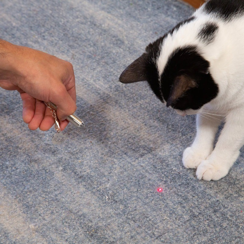 Kikkerland Cat Laser Pointer - iQ living