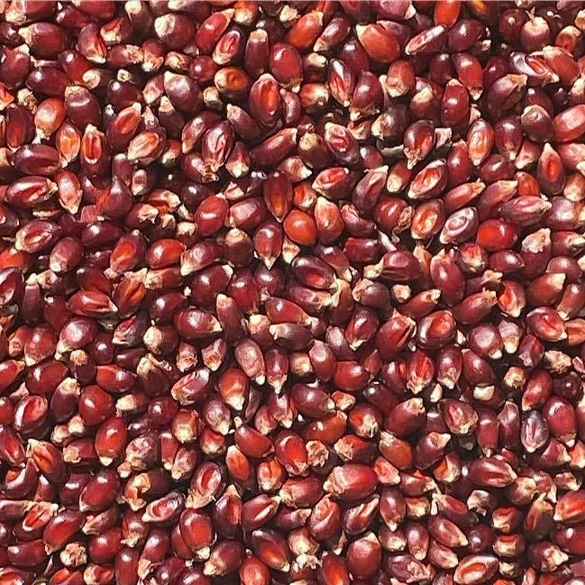 Provisions Food Company Popcorn - Rose Gold